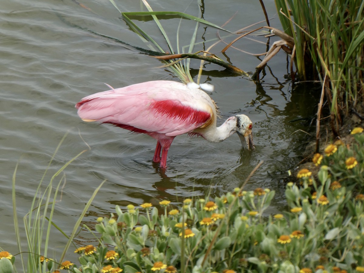 Roseate Spoonbill - Donna Adams