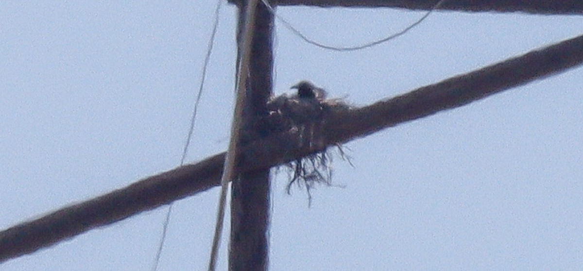 Chihuahuan Raven - robert bowker