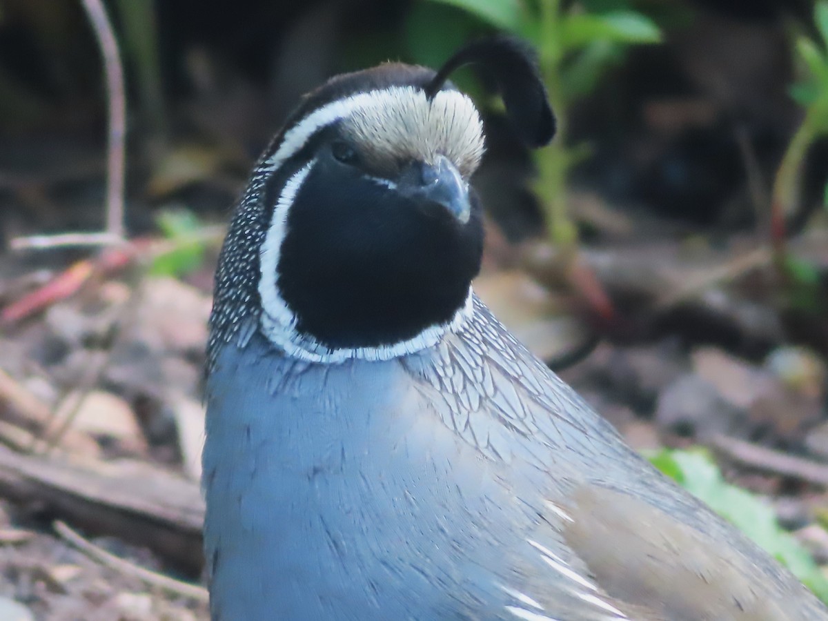 California Quail - Ursula  Mitra