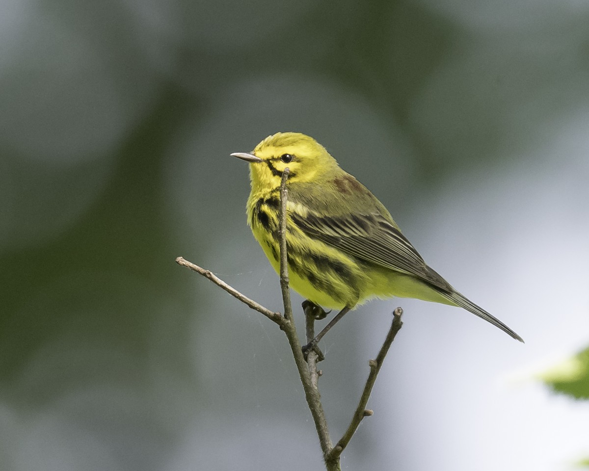 Prairie Warbler - Stan Deutsch