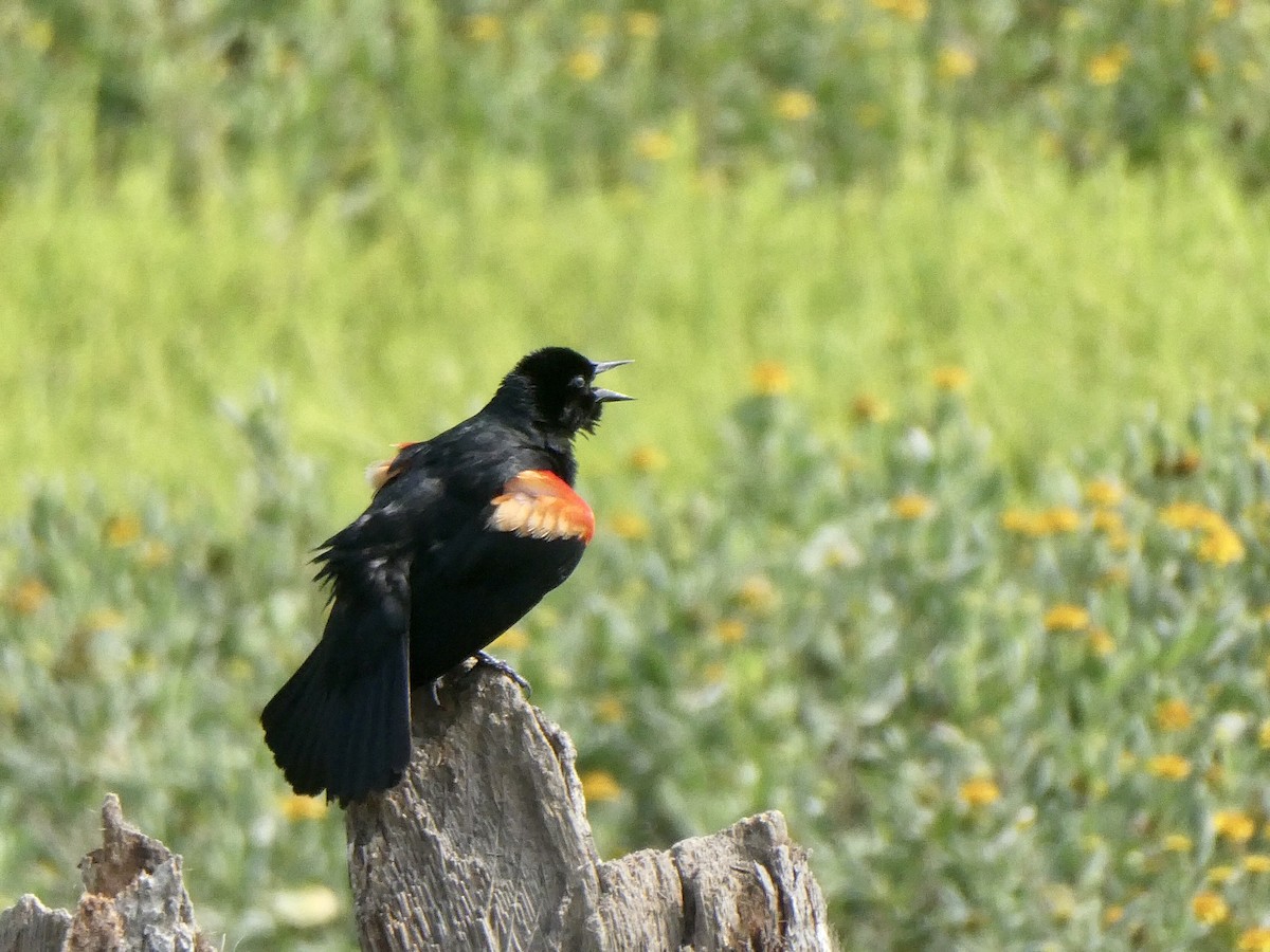 Red-winged Blackbird - Donna Adams