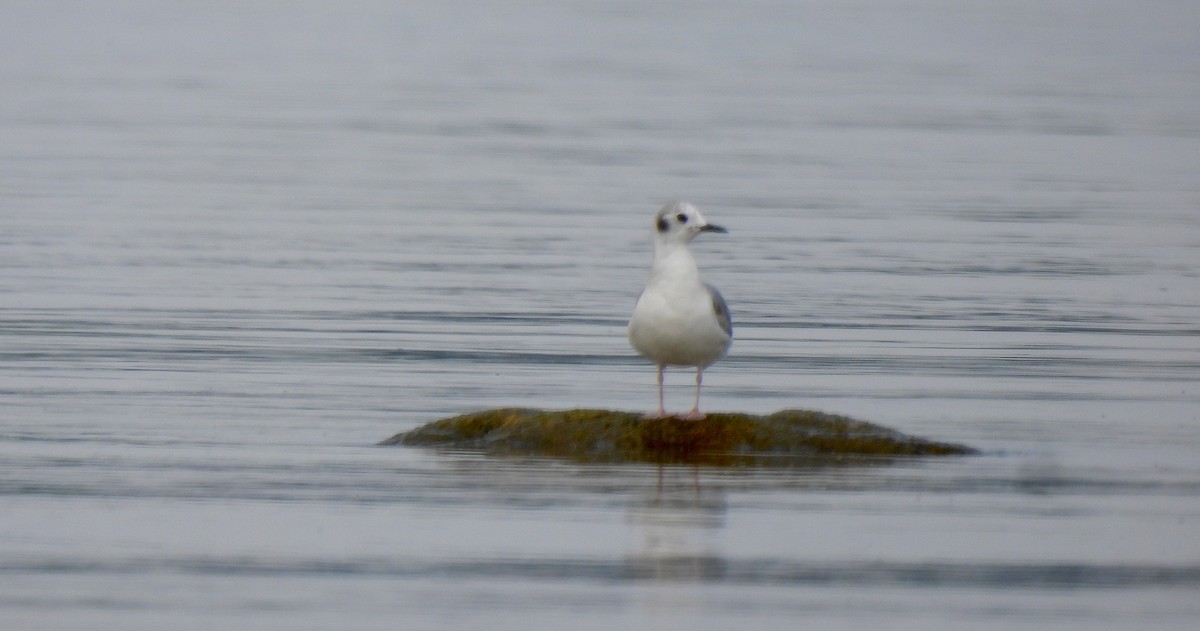 Bonaparte's Gull - Dianne Croteau- Richard Brault