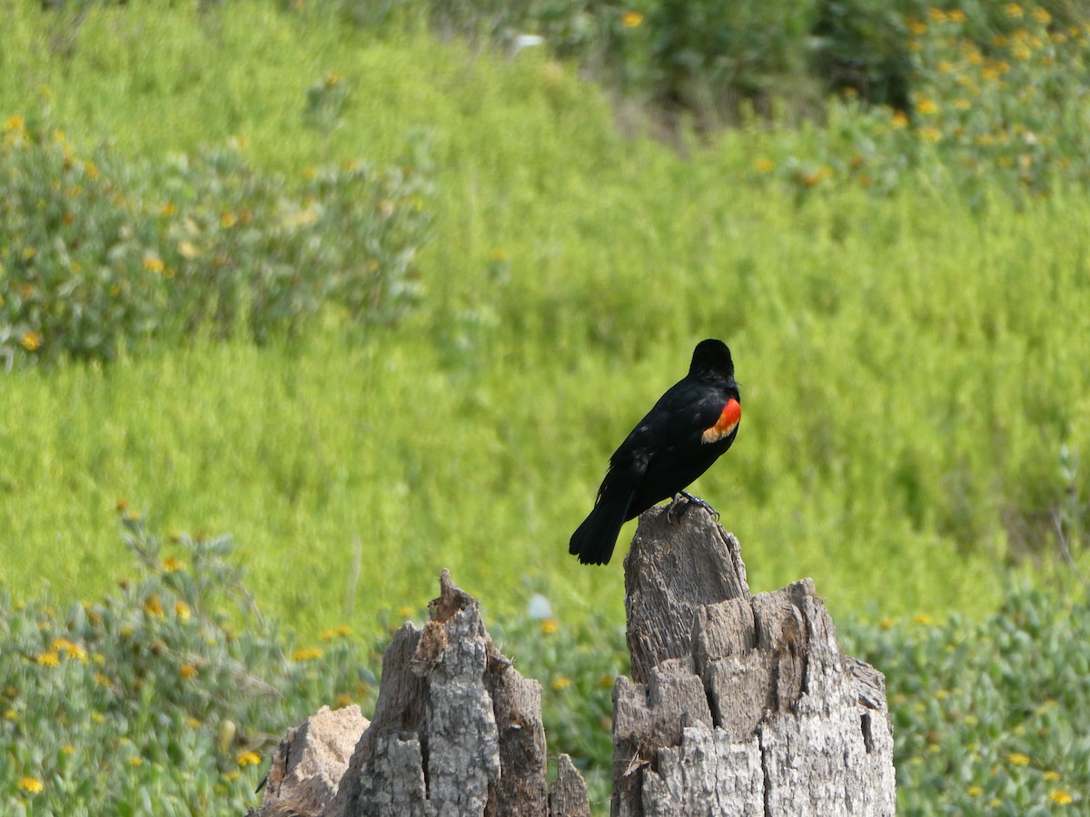 Red-winged Blackbird - Donna Adams