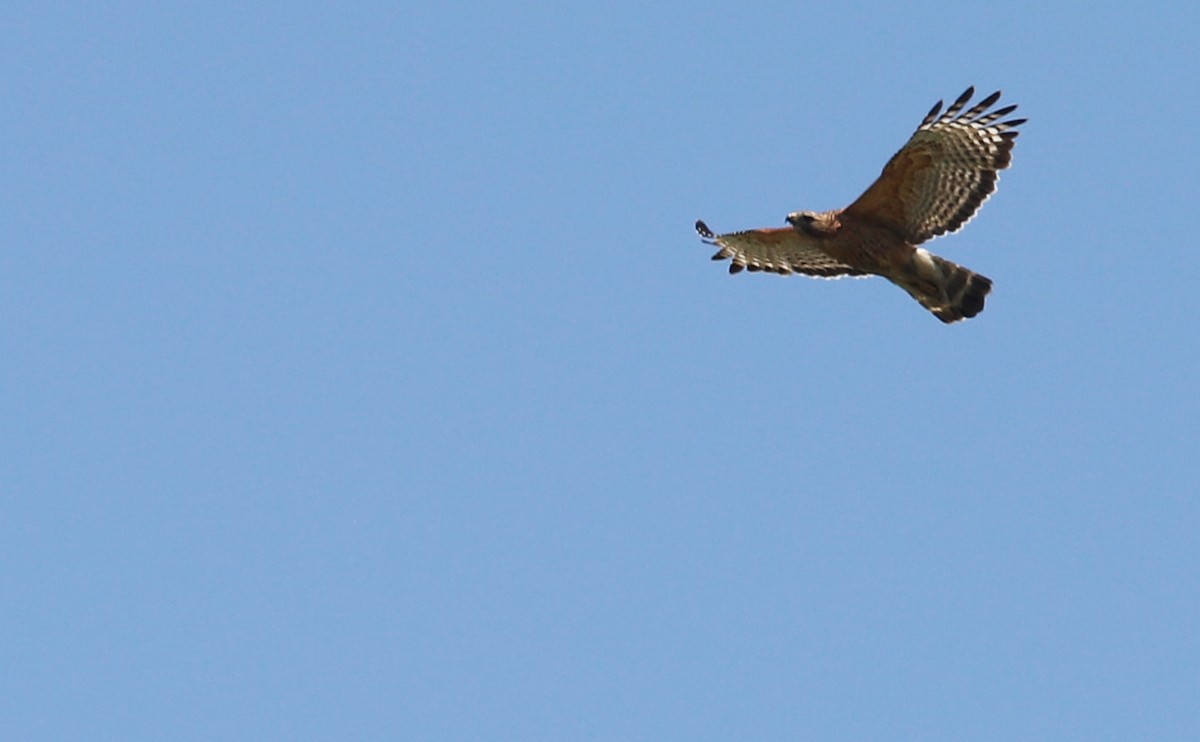 Red-shouldered Hawk (lineatus Group) - Rob Bielawski