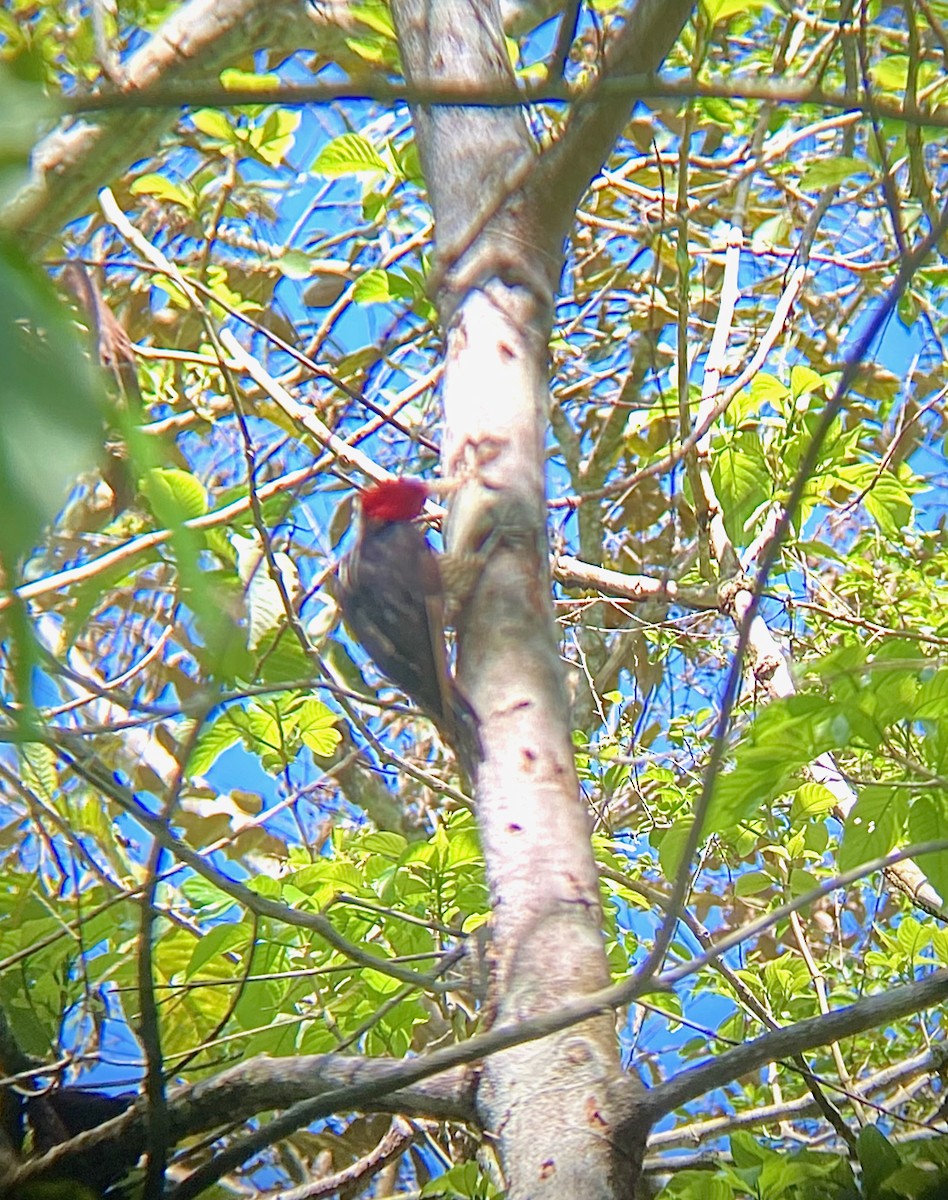 Pale-billed Woodpecker - Giuseppe Oliver