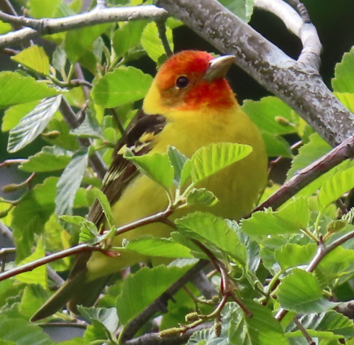 Western Tanager - ML619412739