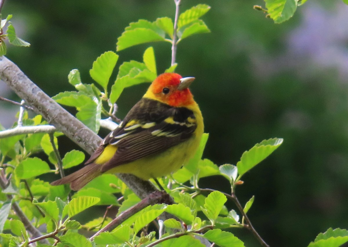 Western Tanager - ML619412740