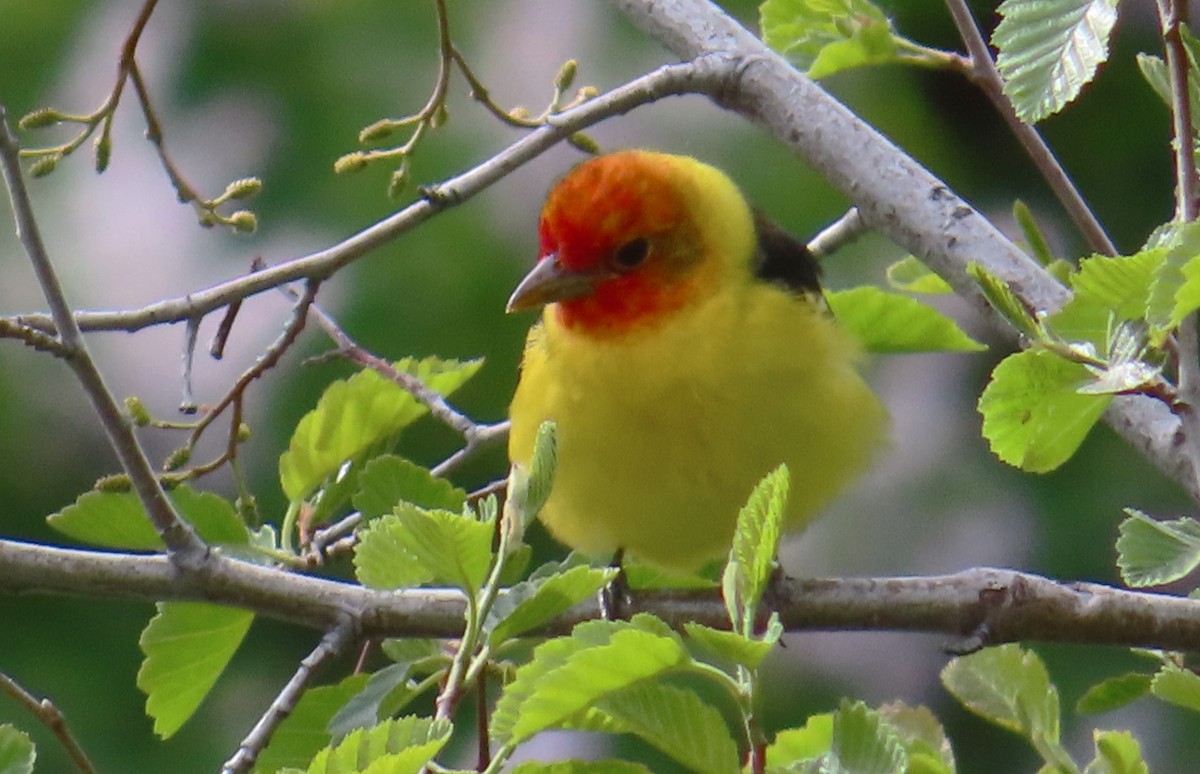 Western Tanager - ML619412741