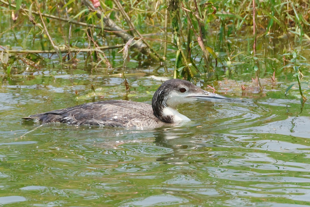 Common Loon - Letha Slagle