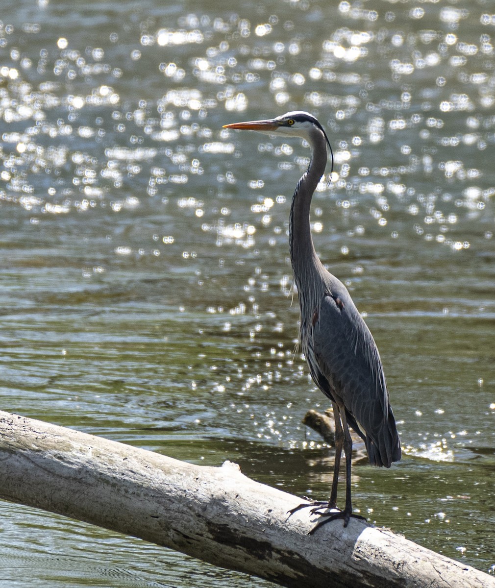 Great Blue Heron - David Campbell