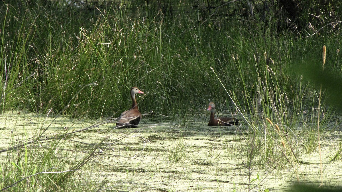 Black-bellied Whistling-Duck - Sheila Sawyer