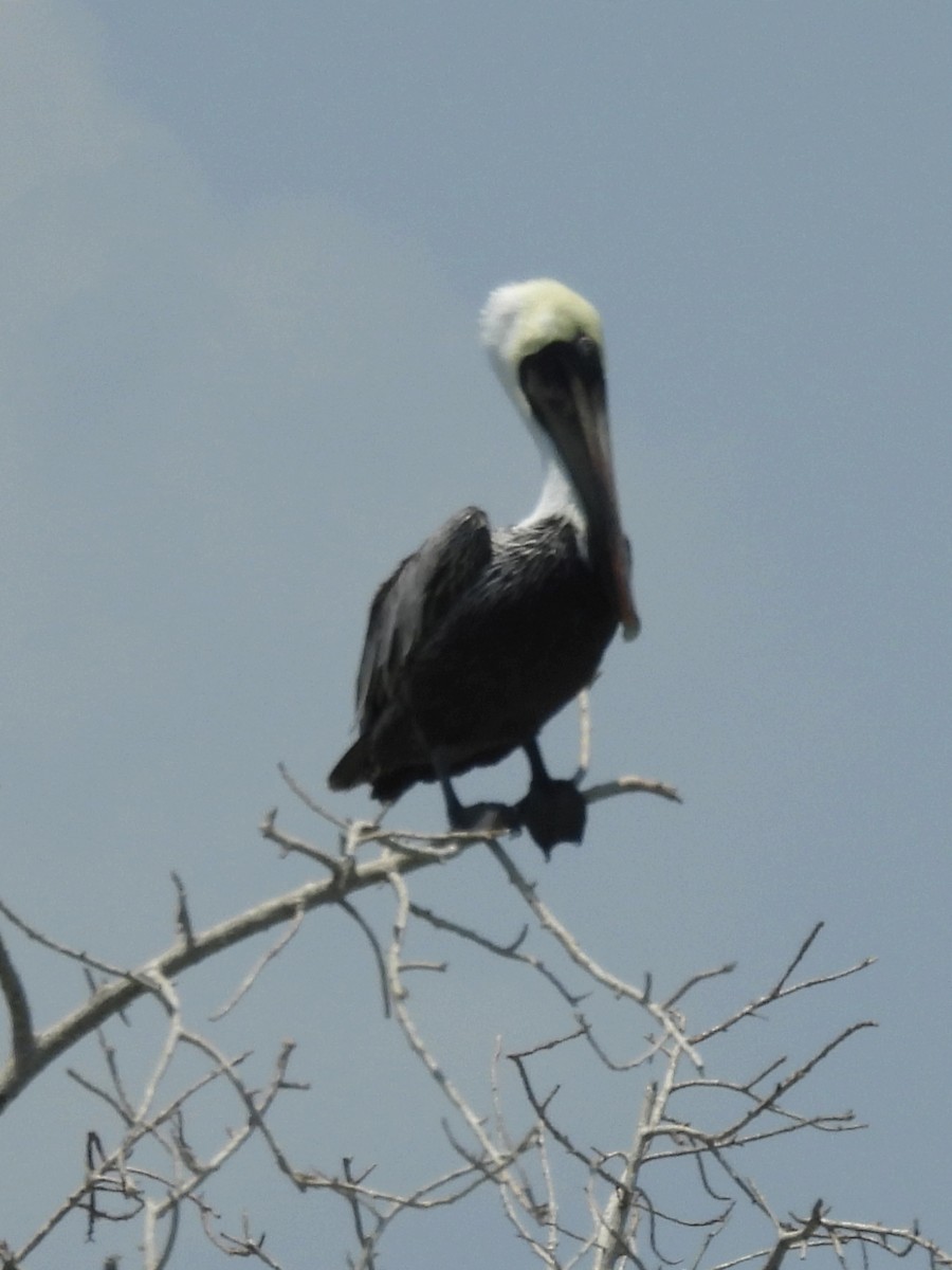 Brown Pelican - ML619412752