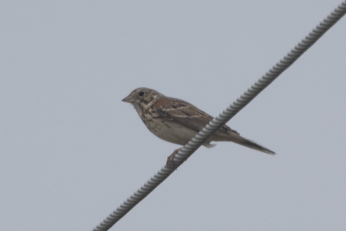 Vesper Sparrow - Aaron Sun