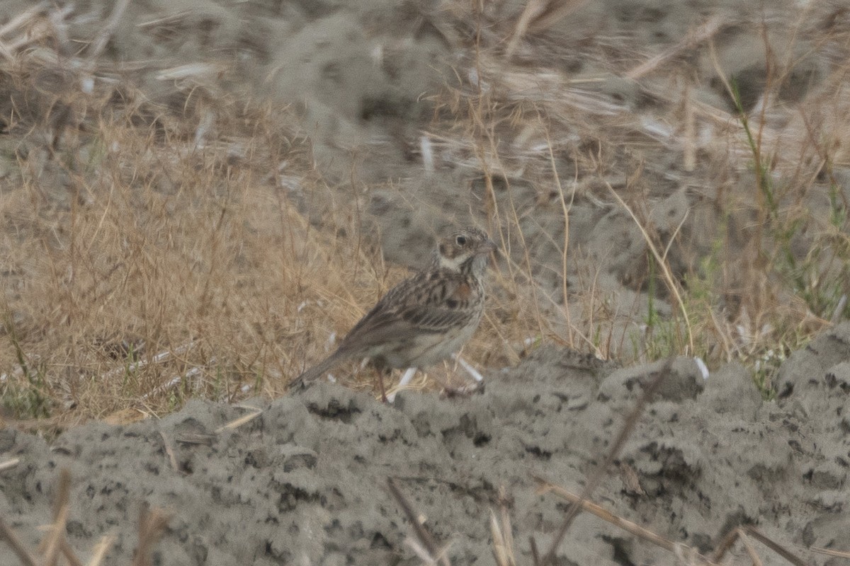 Vesper Sparrow - Aaron Sun