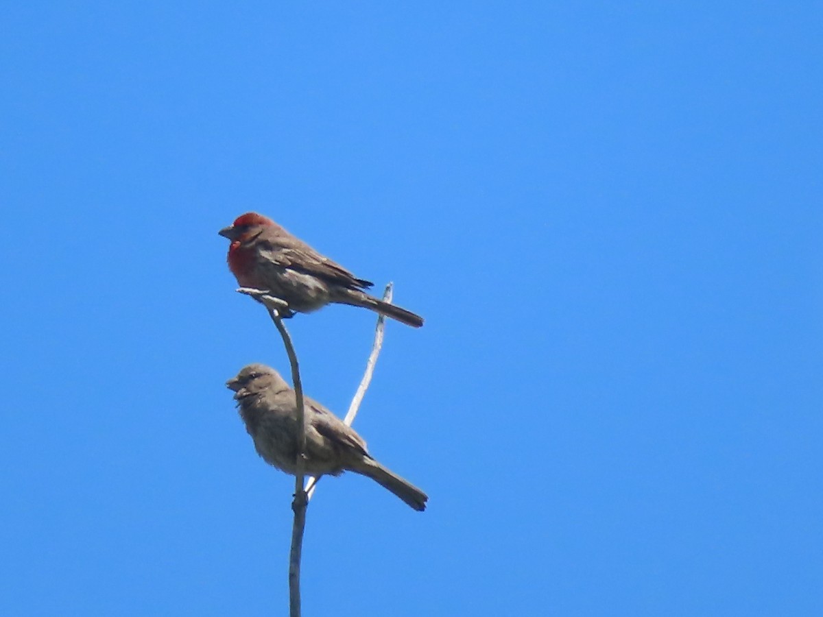 House Finch - Ursula  Mitra