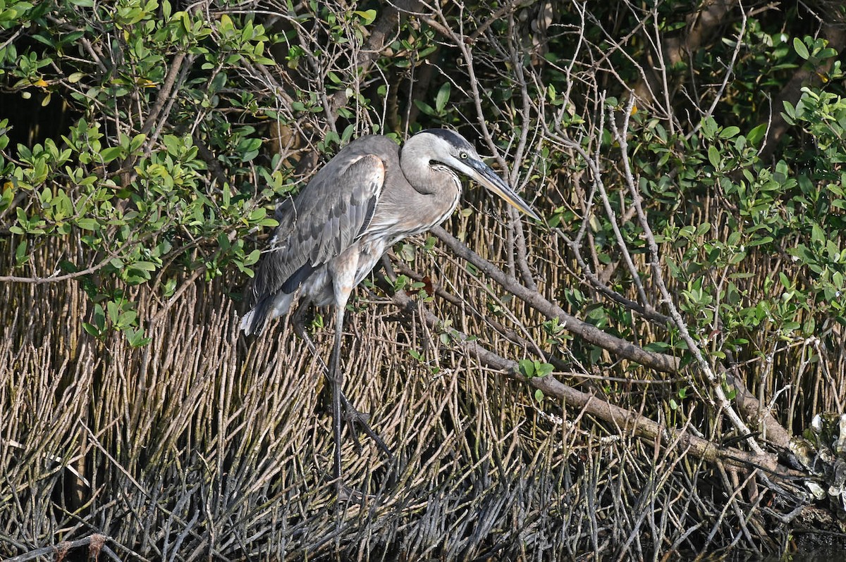 Great Blue Heron - Marla Hibbitts