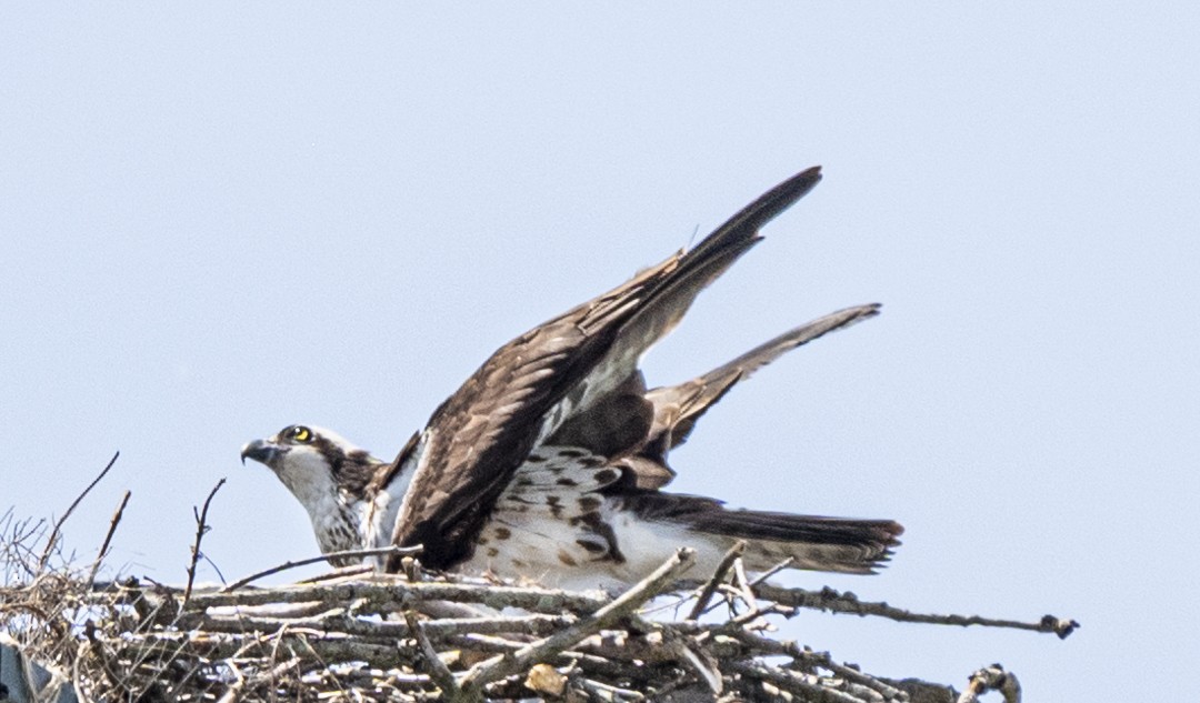 Osprey - David Campbell