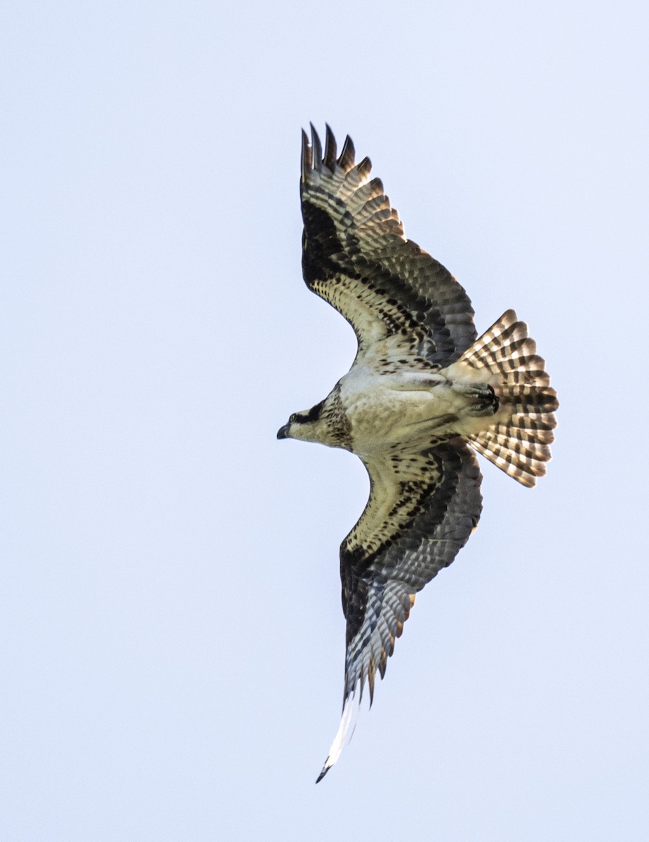 Osprey - David Campbell