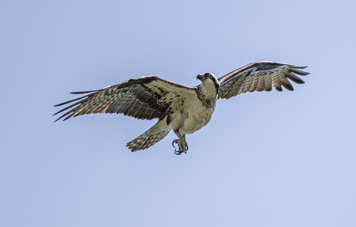 Osprey - David Campbell