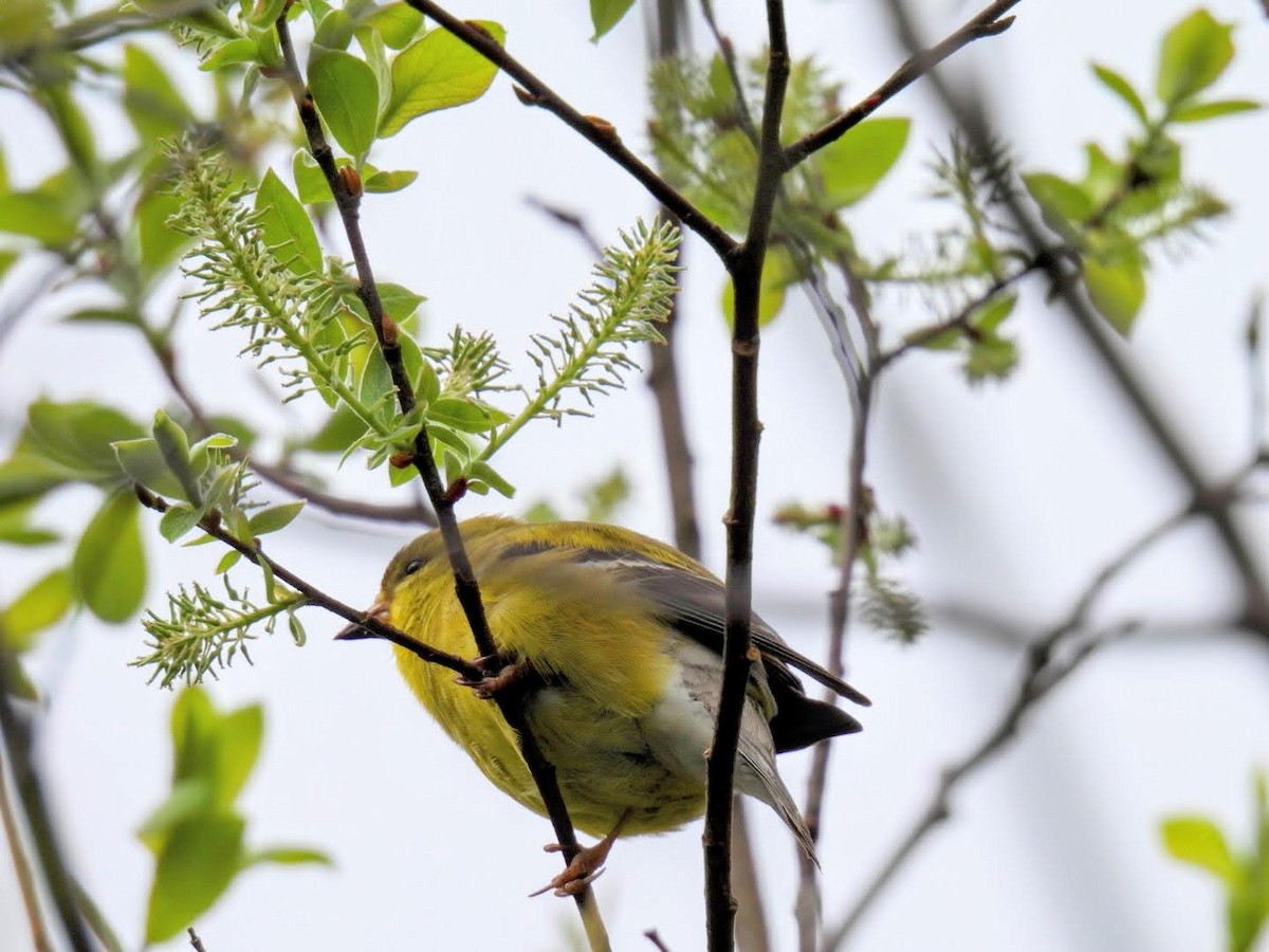 American Goldfinch - Donna DeJong