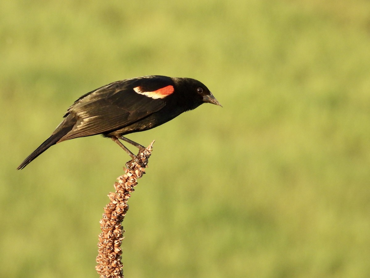 Red-winged Blackbird - Dana Sterner