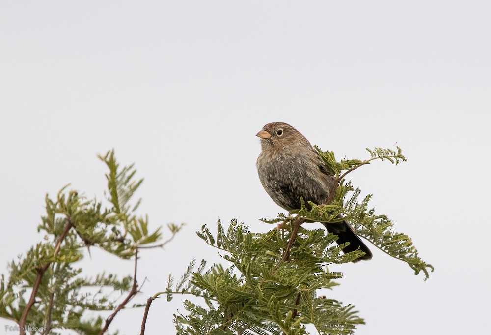 Carbonated Sierra Finch - Federico Villegas