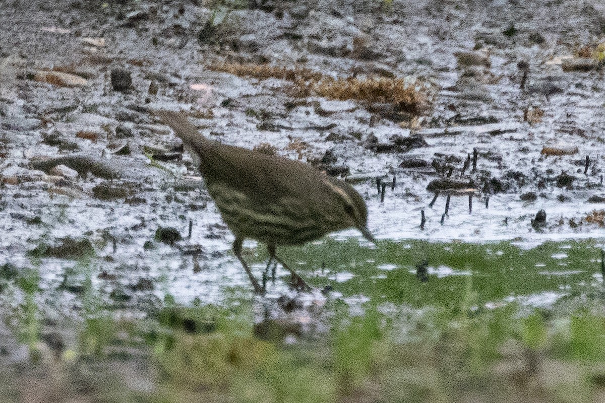 Northern Waterthrush - Aaron Sun