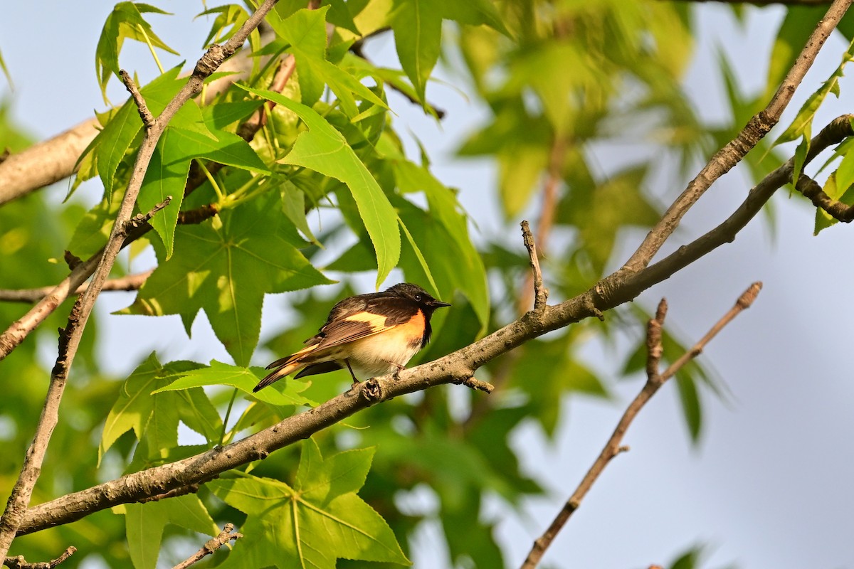 American Redstart - Eileen Gibney