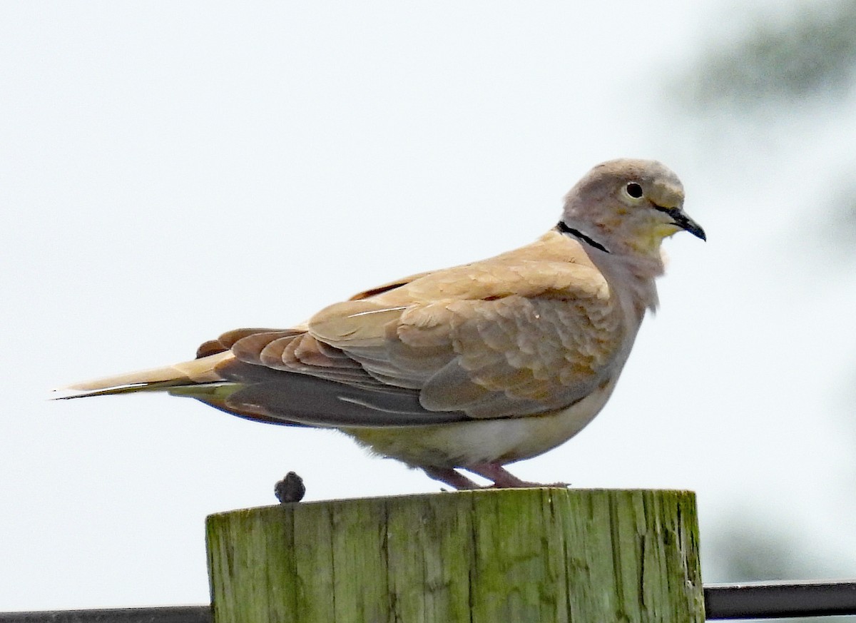 Eurasian Collared-Dove - Don Gorney