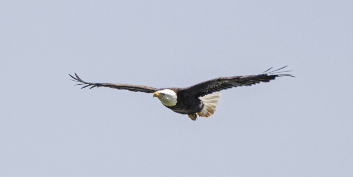 Bald Eagle - David Campbell