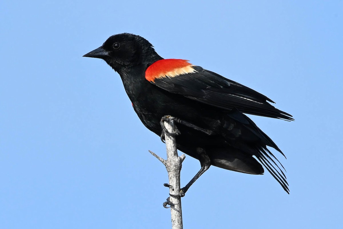 Red-winged Blackbird - Marla Hibbitts