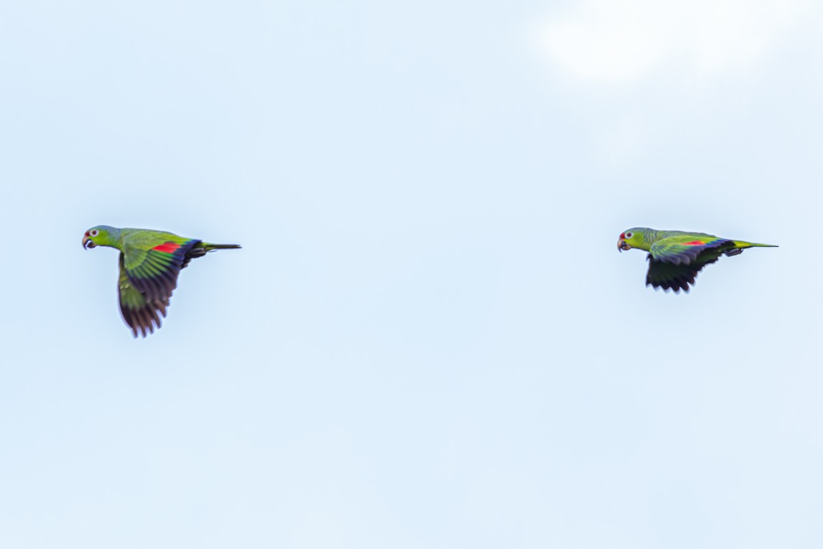 Red-lored Parrot - Mason Flint