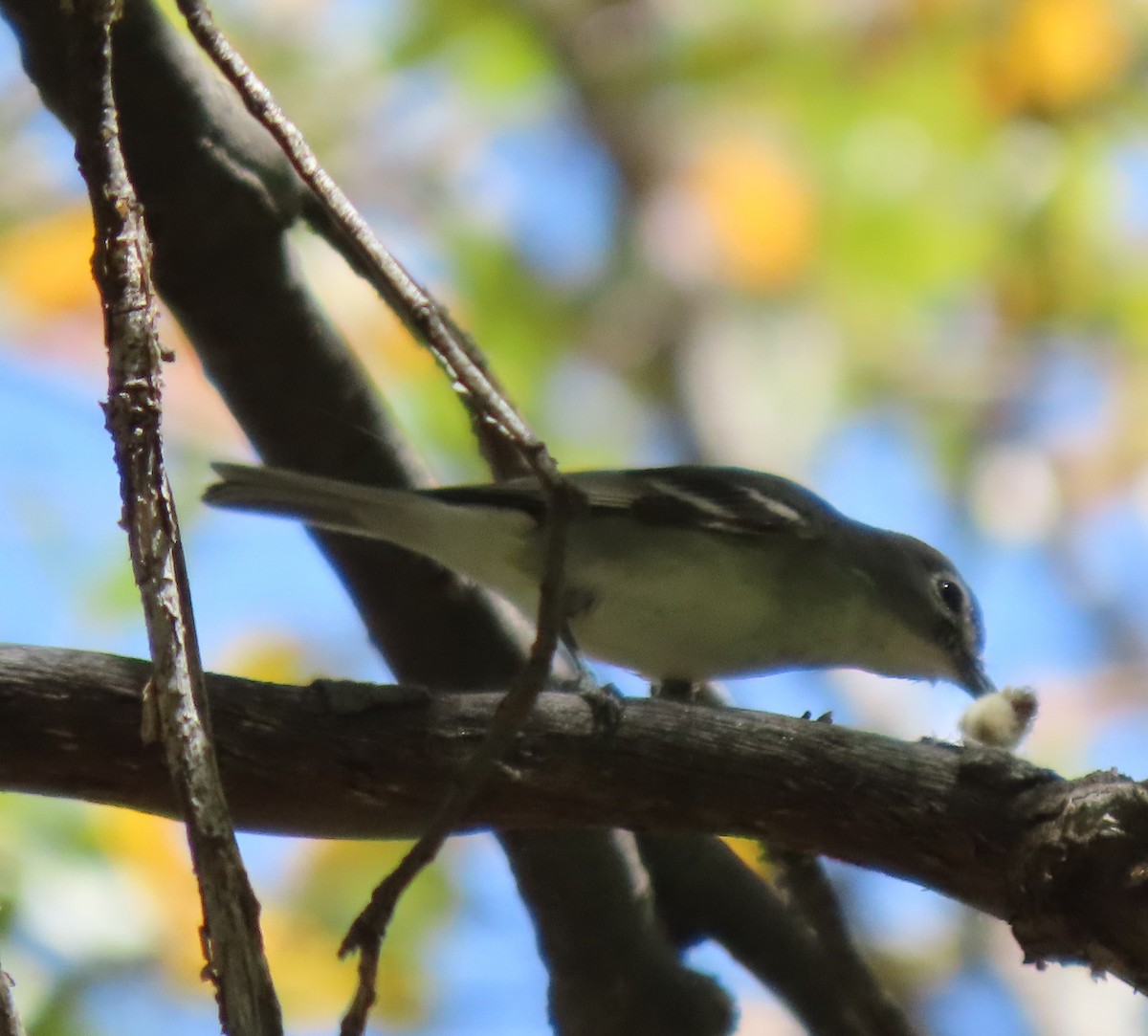 Hutton's Vireo - Elaine Wagner