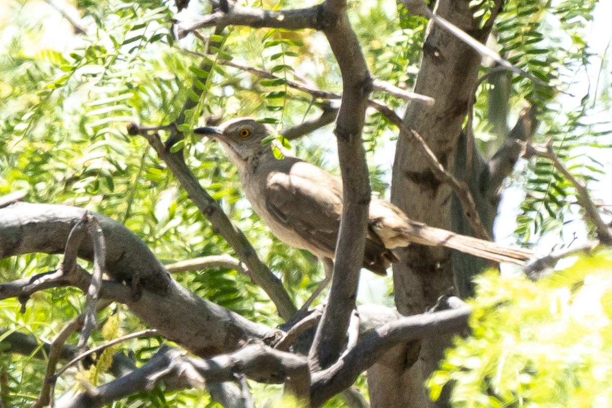 Bendire's Thrasher - Slawomir Dabrowski