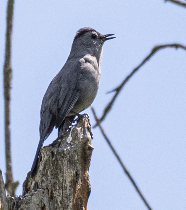 Gray Catbird - David Campbell