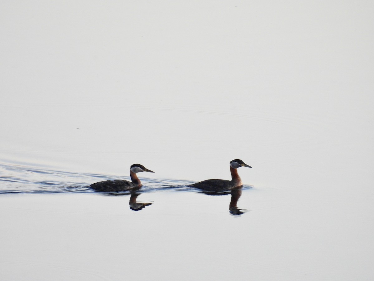 Red-necked Grebe - Dana Sterner