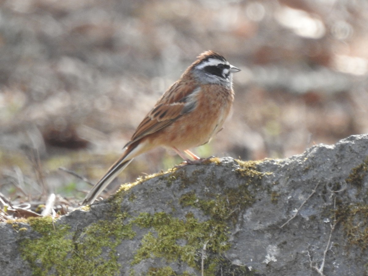 Meadow Bunting - Craig Jackson