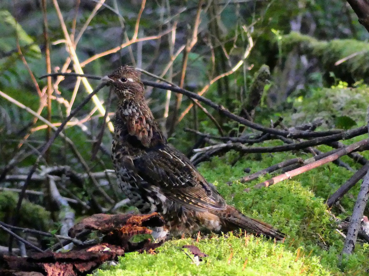 Ruffed Grouse - ML619412824