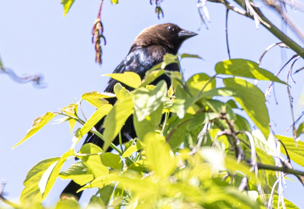 Brown-headed Cowbird - David Campbell