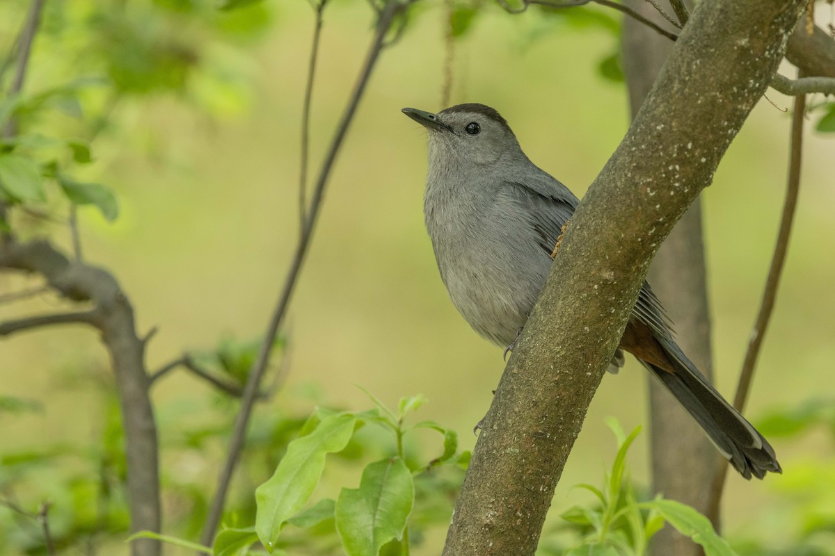 Gray Catbird - Liz Pettit