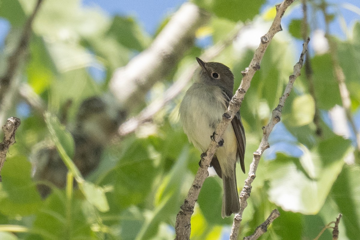 Least Flycatcher - Ross Bartholomew