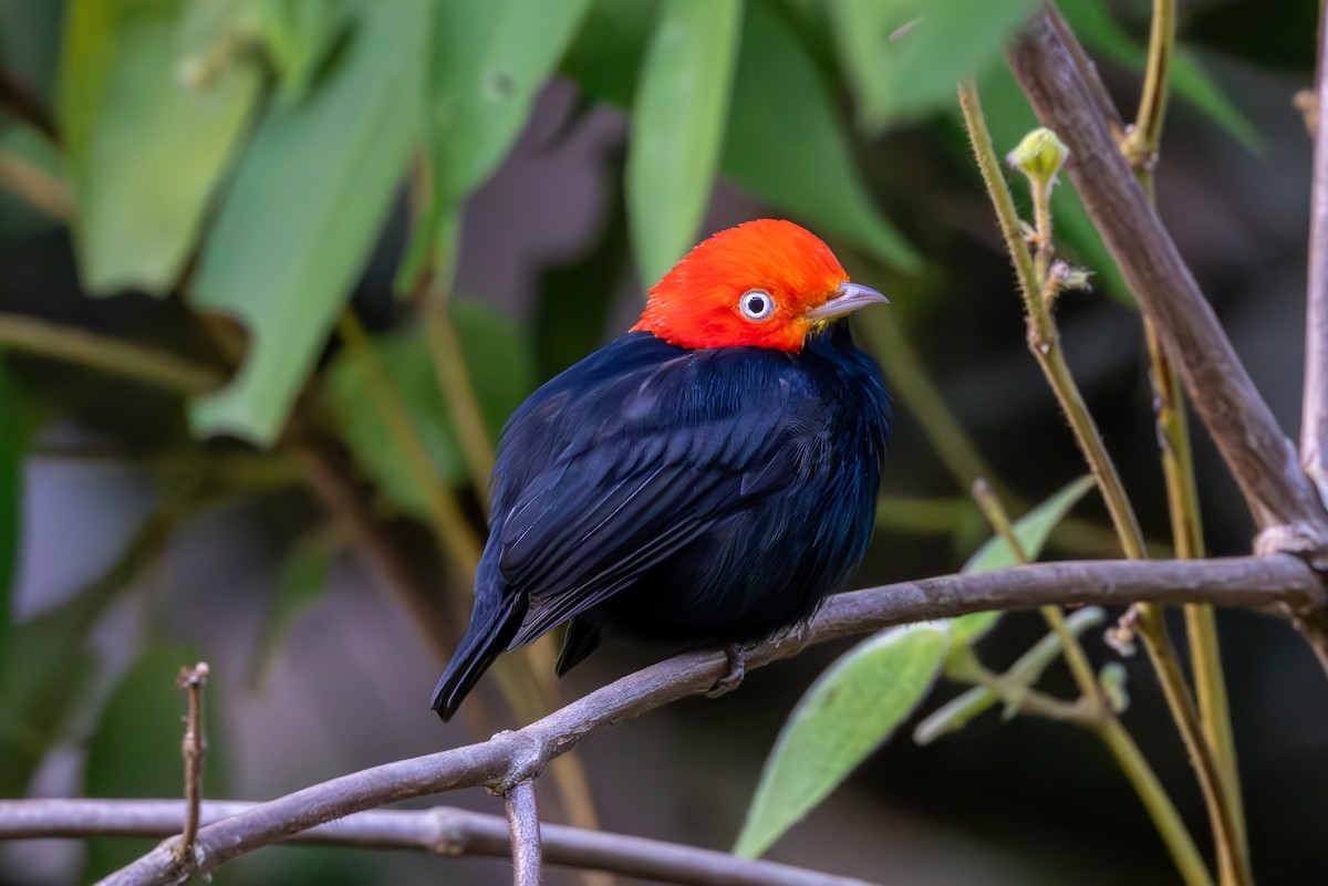 Red-capped Manakin - Mason Flint