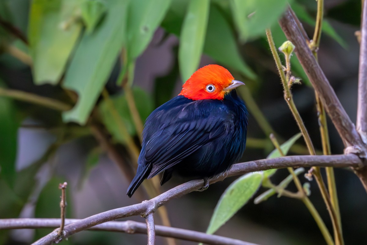 Red-capped Manakin - Mason Flint