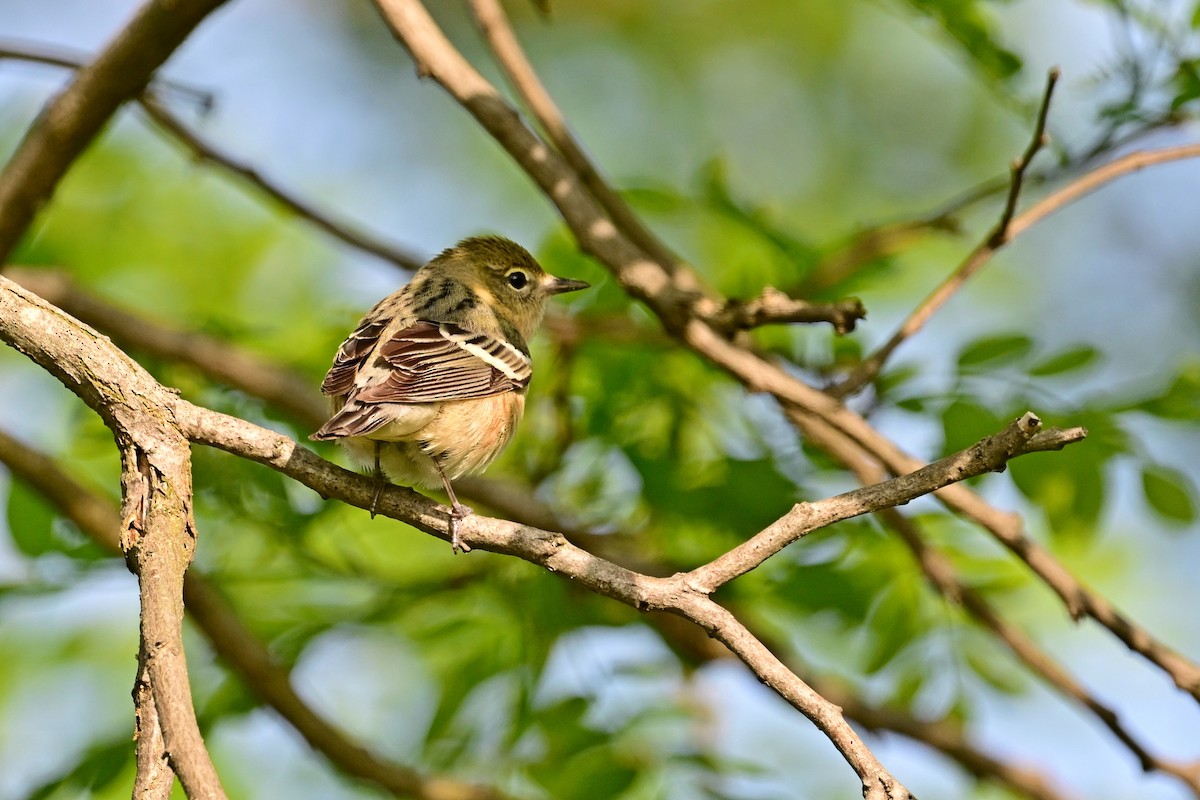 Bay-breasted Warbler - Eileen Gibney