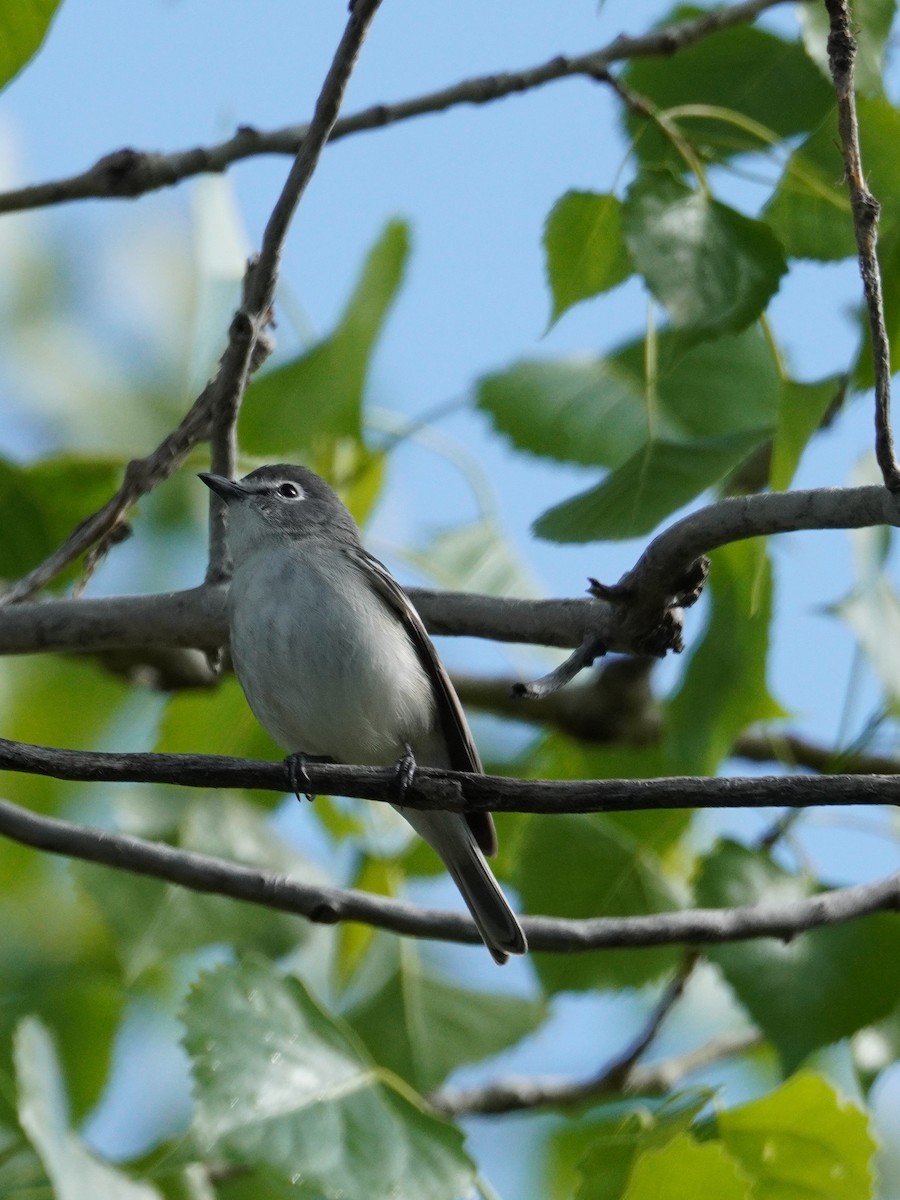 Plumbeous Vireo - Kristy Dhaliwal