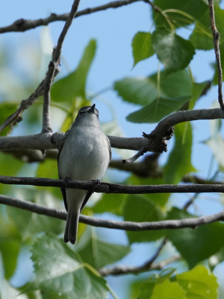 Plumbeous Vireo - Kristy Dhaliwal