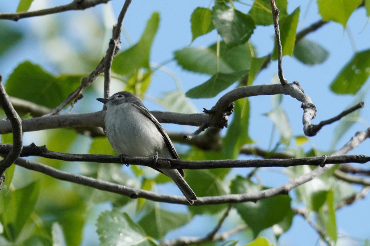 Plumbeous Vireo - Kristy Dhaliwal