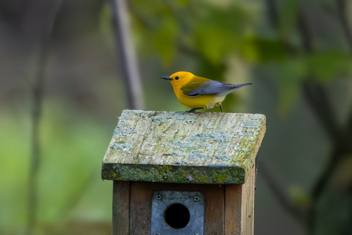 Prothonotary Warbler - Norman Franke