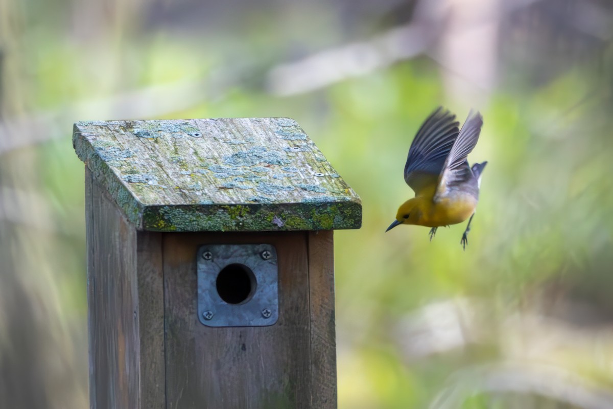 Prothonotary Warbler - Norman Franke