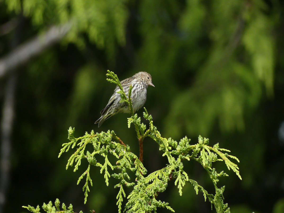 Pine Siskin - Simone Littledale